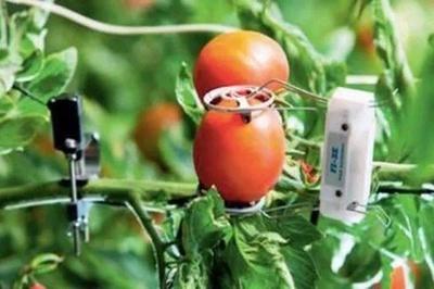 巧妇能为无米之炊——以色列的农业科技革命