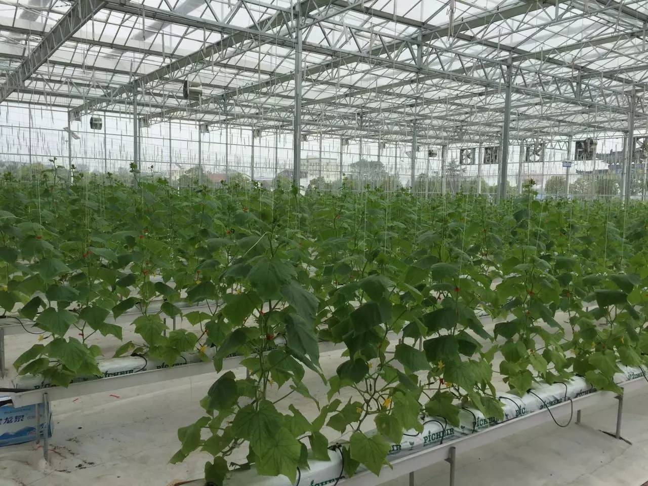 走进东宝现代农业科技园 揭秘设施农业的科技魅力