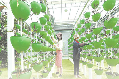 绿色农产品争上长三角“餐桌”